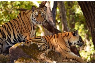 Madhya Pradesh: Tiger population crosses 100 in Panna Tiger Reserve, limited space poses new challenge
