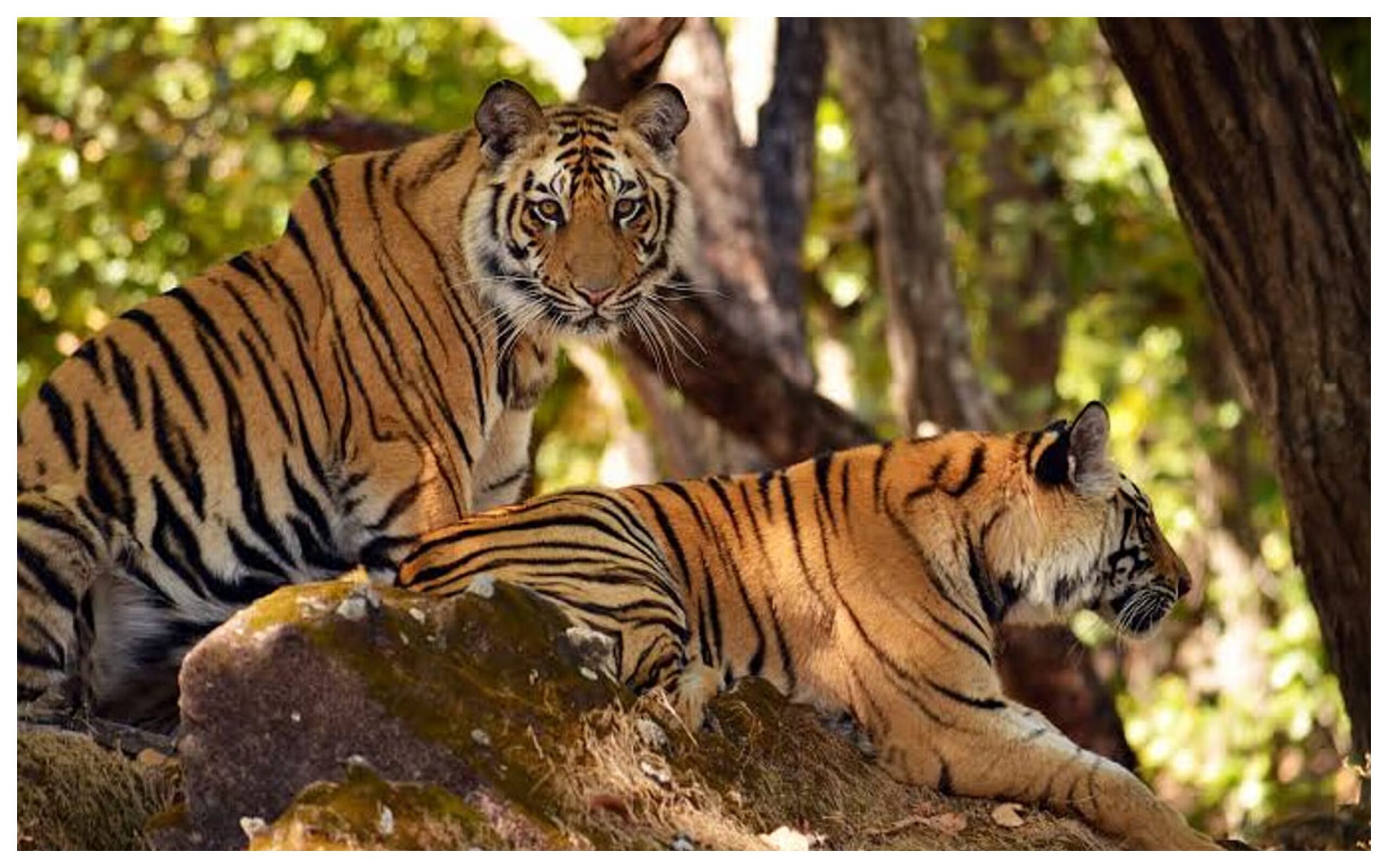 Madhya Pradesh: Tiger population crosses 100 in Panna Tiger Reserve, limited space poses new challenge