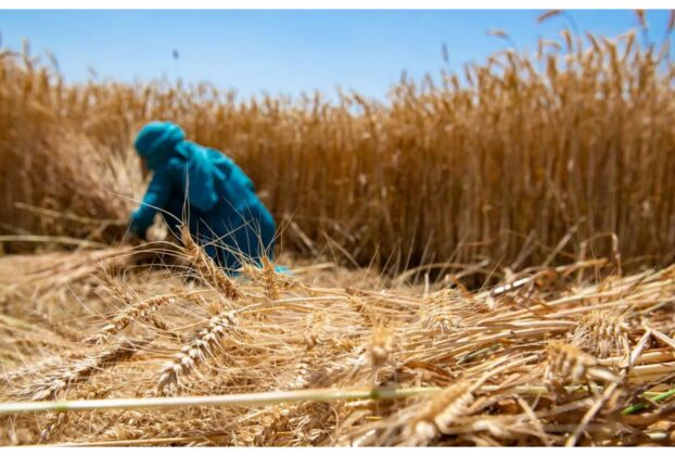 Uttar Pradesh: Big relief for farmers! Now they can sell wheat without registration.
