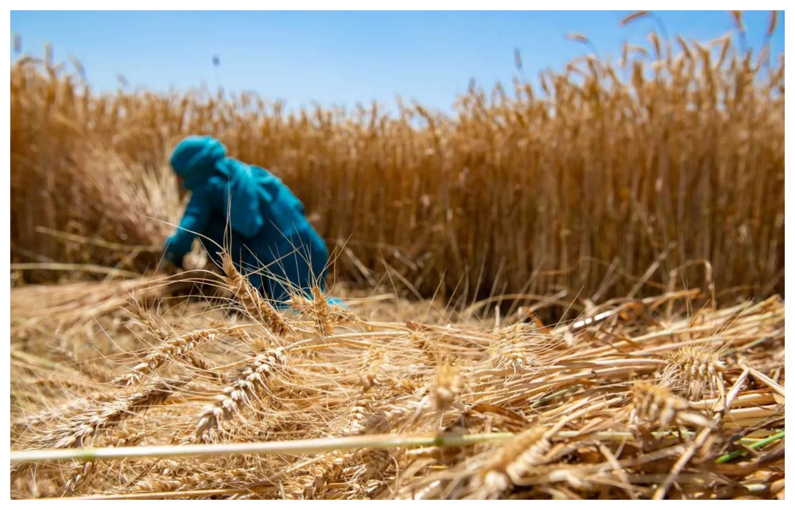 Uttar Pradesh: Big relief for farmers! Now they can sell wheat without registration.