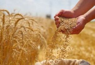Wheat Export Expansion, indian economy, wheat production 2026, dgft notification, rabi crop season., Business News in Hindi, Business Diary News in Hindi, Business Diary Hindi News, गेहूं निर्यात, भारतीय अर्थव्यवस्था, विदेश व्यापार महानिदेशालय, कृषि मंत्रालय, रबी फसल"