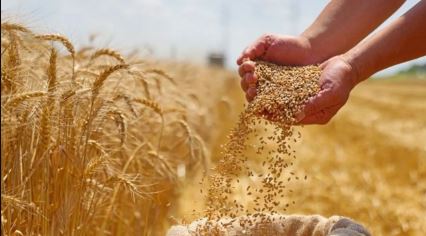 Wheat Export Expansion, indian economy, wheat production 2026, dgft notification, rabi crop season., Business News in Hindi, Business Diary News in Hindi, Business Diary Hindi News, गेहूं निर्यात, भारतीय अर्थव्यवस्था, विदेश व्यापार महानिदेशालय, कृषि मंत्रालय, रबी फसल"