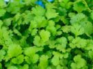 Health Benefits Of Coriander Leaves, Coriander Leaves For Health