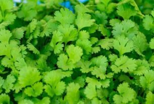 Health Benefits Of Coriander Leaves, Coriander Leaves For Health