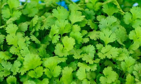 Health Benefits Of Coriander Leaves, Coriander Leaves For Health