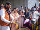 Haryana: "Haryana government supports 400,000 cattle! 526 crore fodder subsidy in 11 years, 7 new veterinary dispensaries to open."