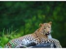 Rajasthan: "24-hour waterhole census completed in Rajasthan! Wildlife count at 2,685 locations, leopard count increases from 20 to 28."