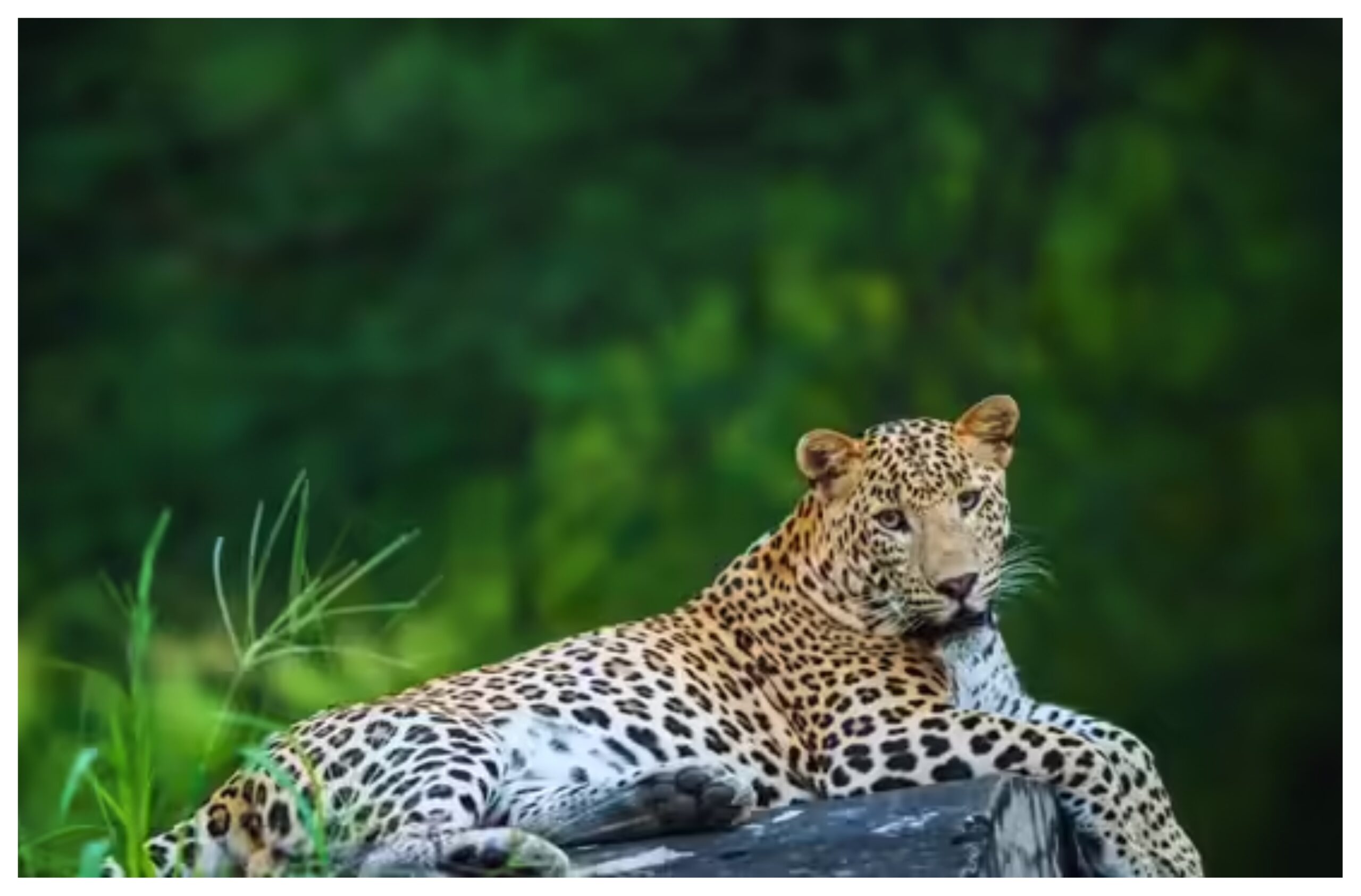 Rajasthan: "24-hour waterhole census completed in Rajasthan! Wildlife count at 2,685 locations, leopard count increases from 20 to 28."
