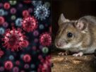 Hantavirus, ntavirus cases in india , hantavirus vs covid19 , hantavirus symptoms and causes , how hantavirus spreads , hantavirus vs covid difference , is hantavirus dangerous , rodent borne virus risks , hantavirus prevention tips , हंता वायरस क्या है , हंता वायरस के लक्षण