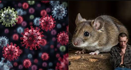 Hantavirus, ntavirus cases in india , hantavirus vs covid19 , hantavirus symptoms and causes , how hantavirus spreads , hantavirus vs covid difference , is hantavirus dangerous , rodent borne virus risks , hantavirus prevention tips , हंता वायरस क्या है , हंता वायरस के लक्षण