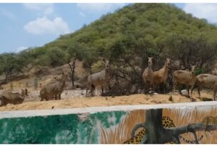 "Encouraging results of wildlife census in Rajasthan! 41 Great Indian Bustards, over 1000 Chinkaras captured on camera"