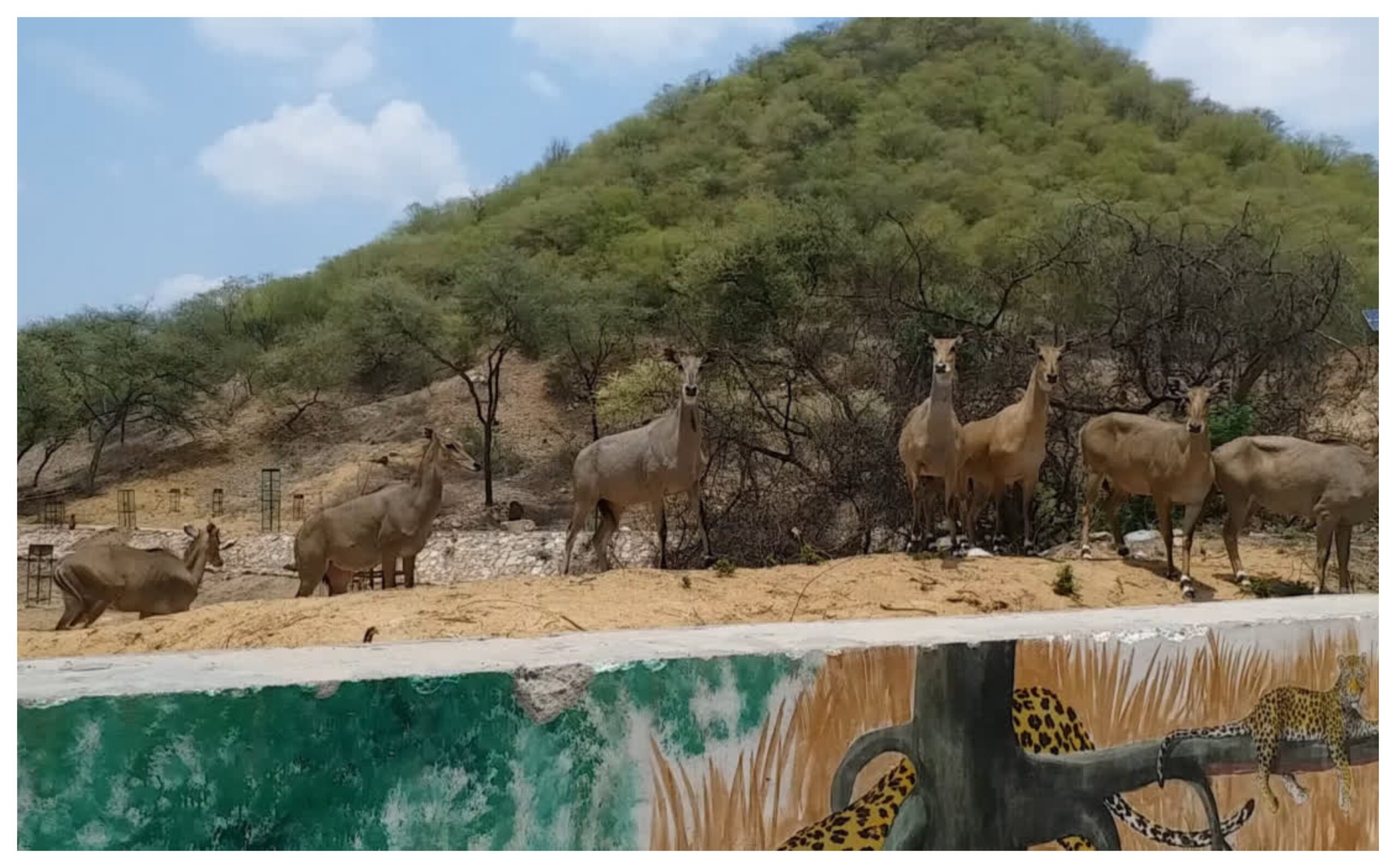 "Encouraging results of wildlife census in Rajasthan! 41 Great Indian Bustards, over 1000 Chinkaras captured on camera"