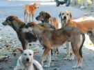 Stray Dogs Case