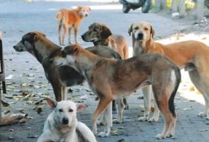 Stray Dogs Case