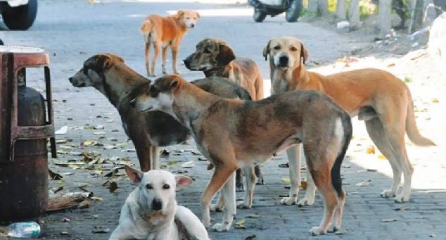 Stray Dogs Case