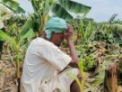 Tamil Nadu: 