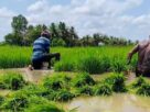 Tamil Nadu: