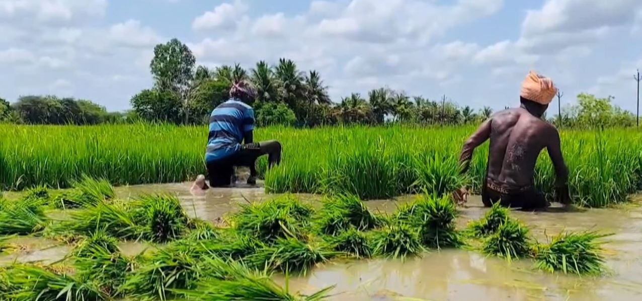 Tamil Nadu: