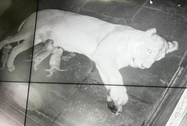 Delhi Zoo: 