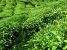 Himachal: