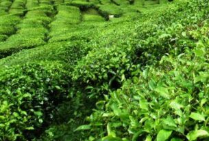 Himachal:
