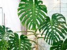 Monstera
