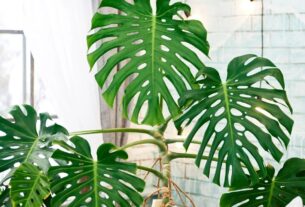 Monstera