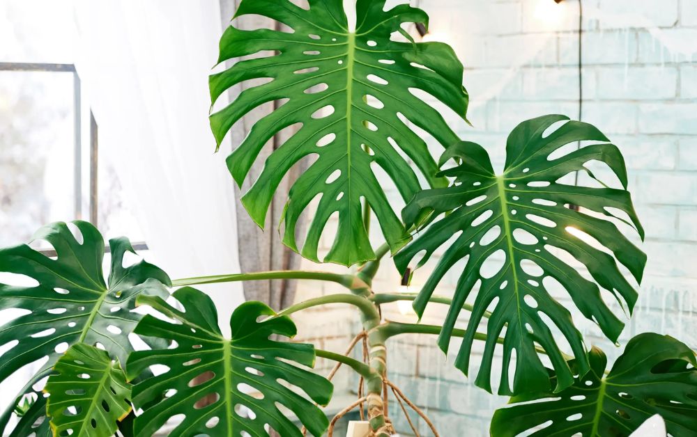 Monstera